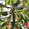 Huia Feather Pendant Earrings